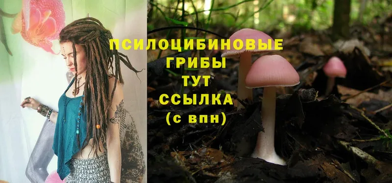 Псилоцибиновые грибы MAGIC MUSHROOMS  купить  сайты  Красноуфимск 